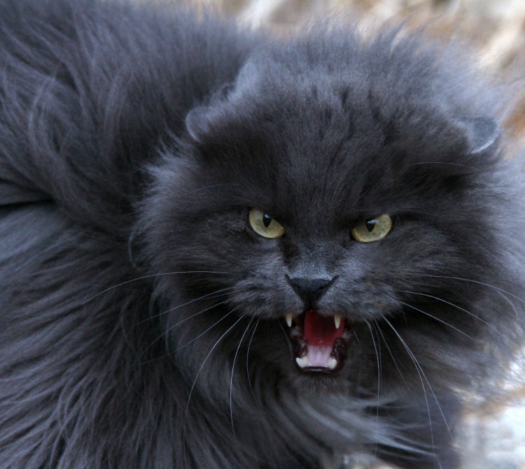 Бешеный злой кот