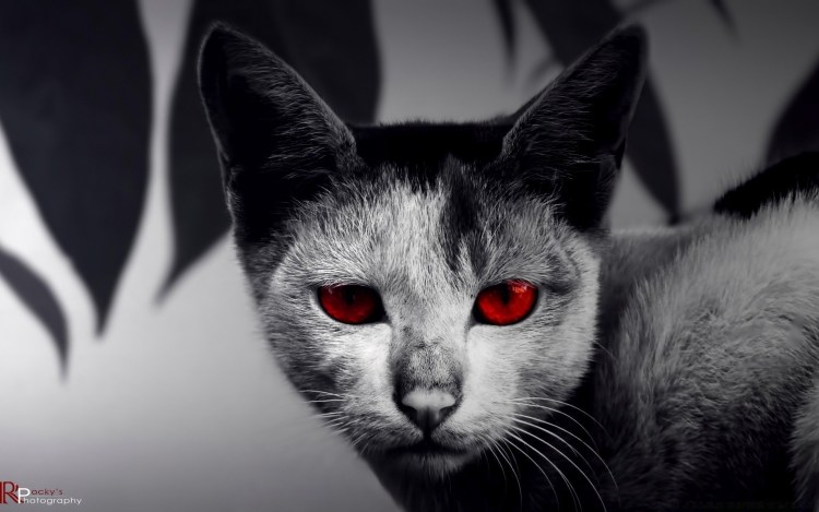 Бешеный кот