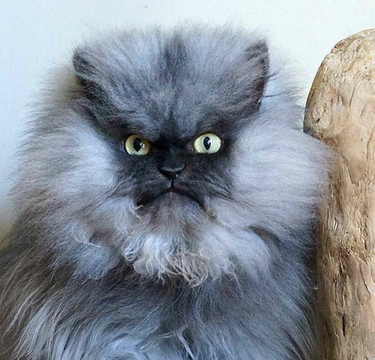 Британская кошка злая