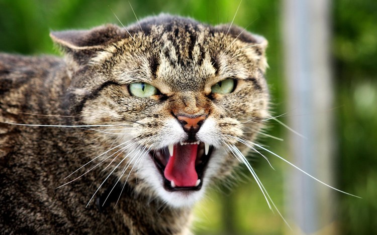 Кот подмигивает