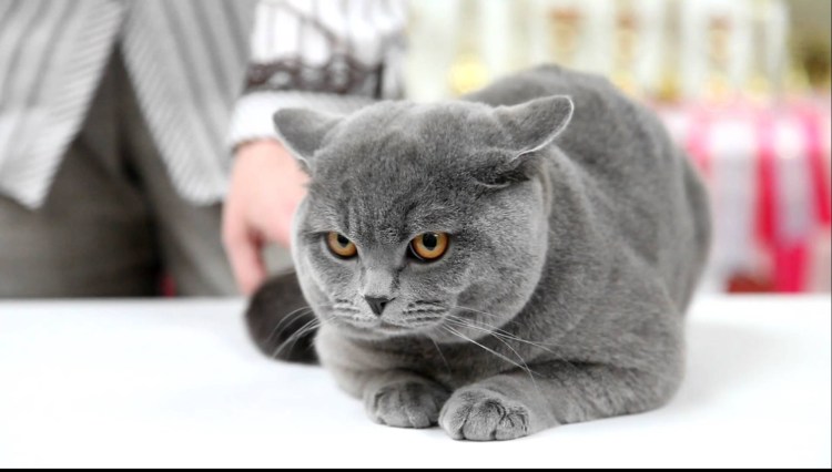 Степан негур тату коты