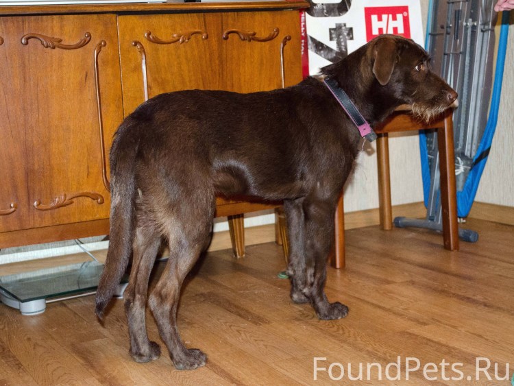 Метис дратхаара и лабрадора