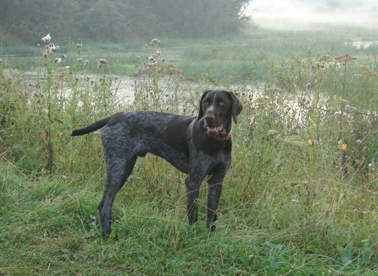 Метис курцхаара и дратхаара