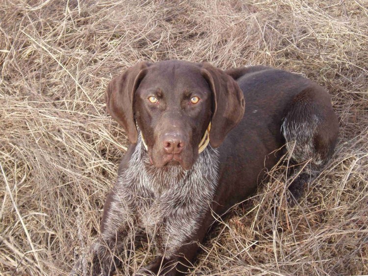 Курцхаар и дратхаар