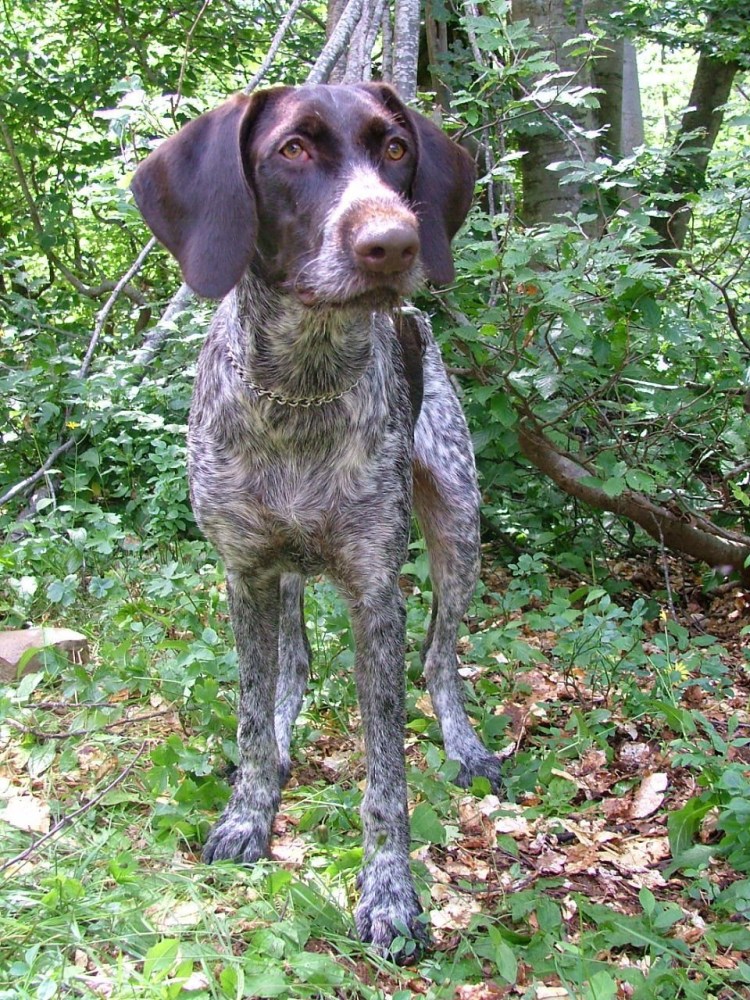 Метис курцхаара и дратхаара