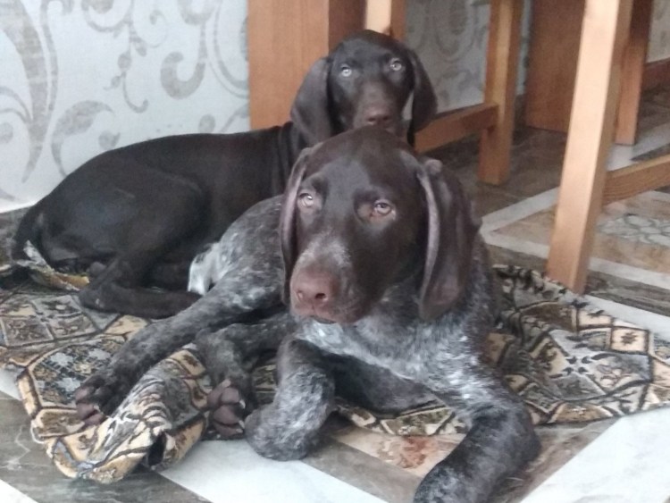 Джек метис курцхаара