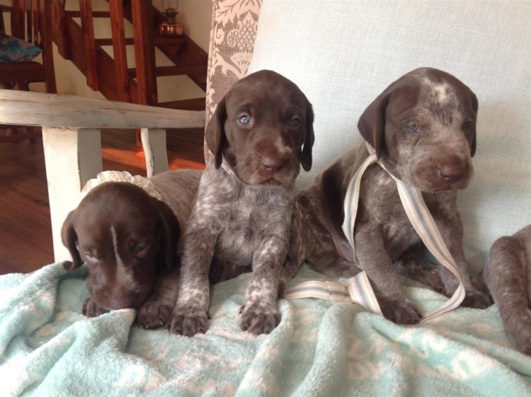 Метис курцхаара и дратхаара