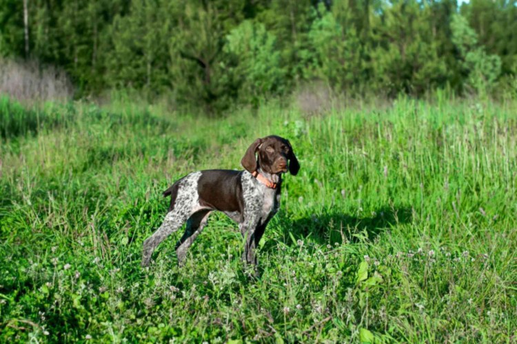 Метис курцхаара