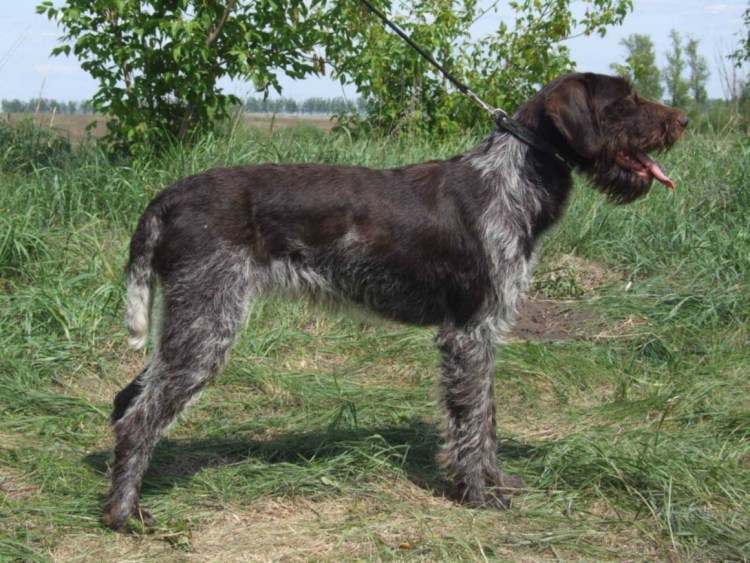 Метис дратхаара