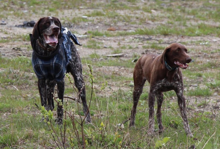 Лабрадор дратхаар