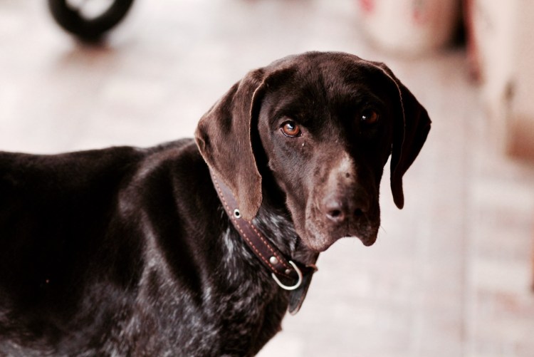 Курцхаар и дратхаар