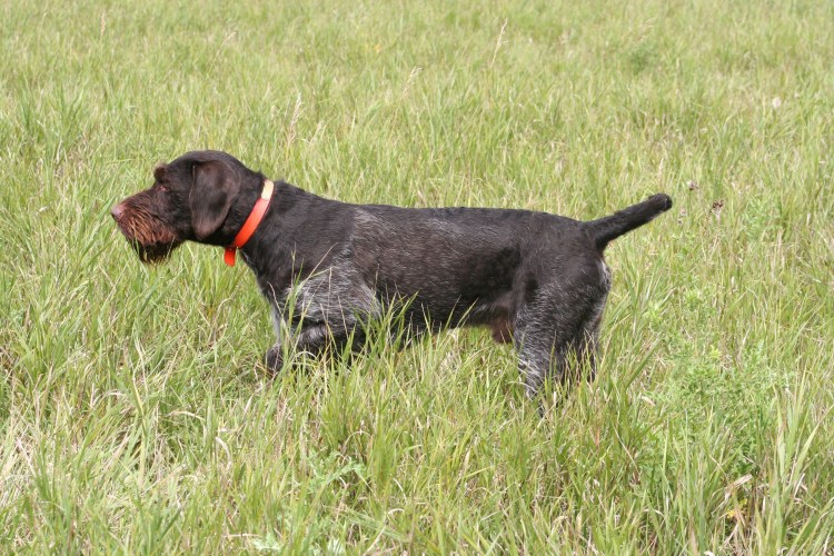 Гончая Курцхаар