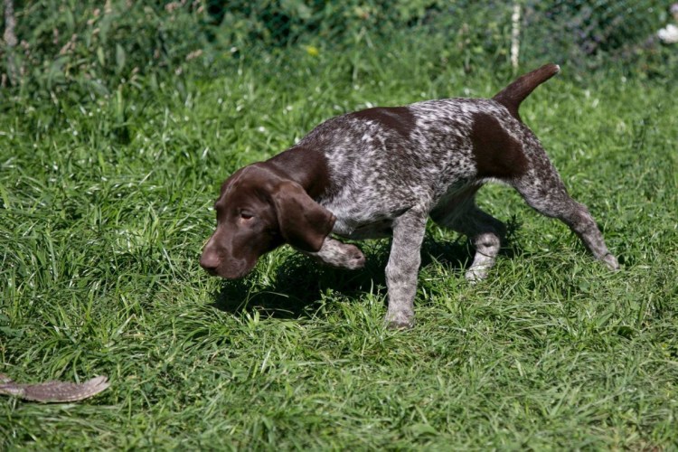 Сеттер Пойнтер Курцхаар