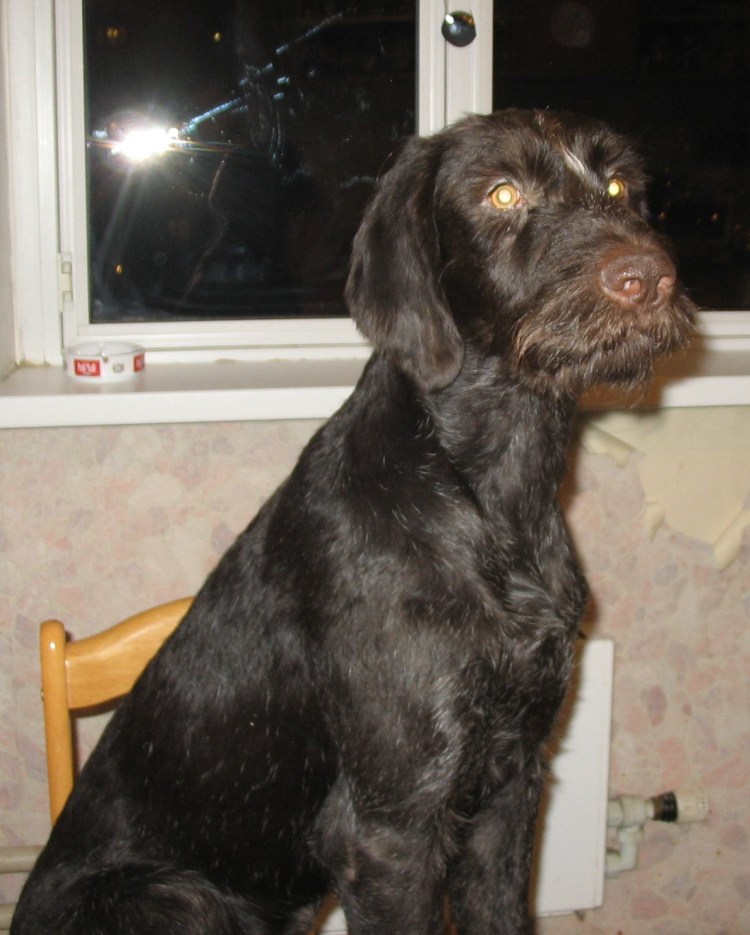 Метис дратхаара и лабрадора