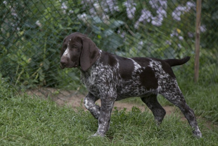 Курцхаар и дратхаар щенки