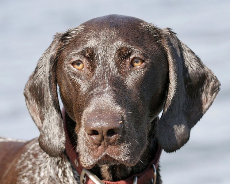 Немецкая овчарка дратхаар