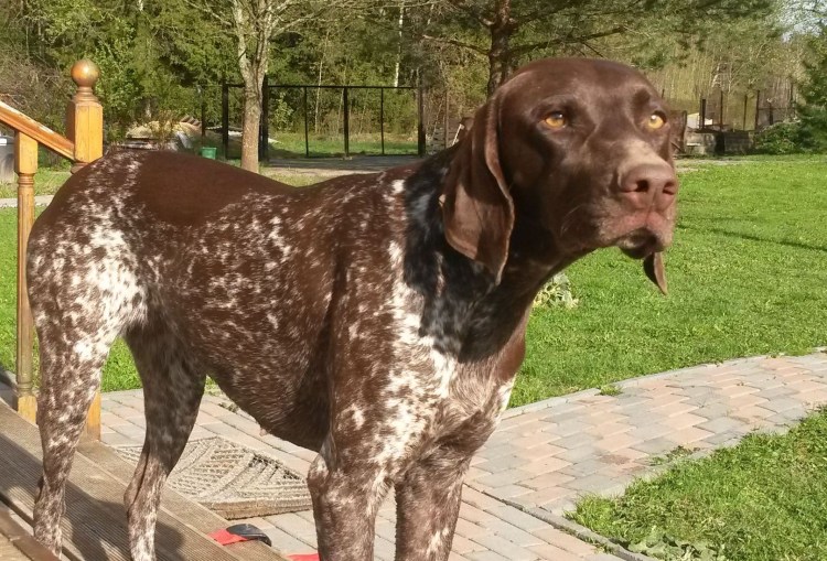 Курцхаар черный с белой грудкой