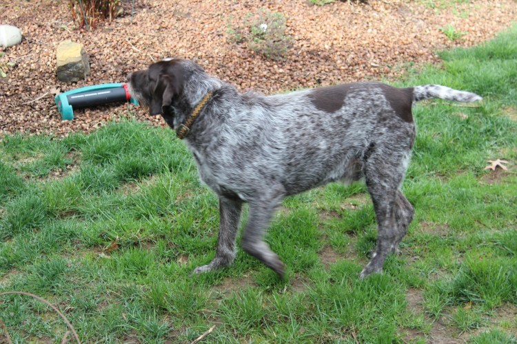 Метис курцхаара и дратхаара