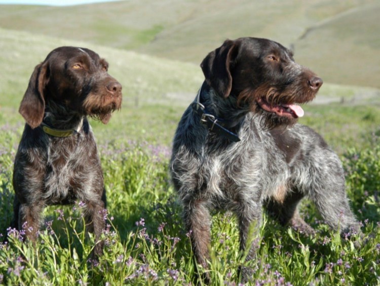 Курцхаар и дратхаар