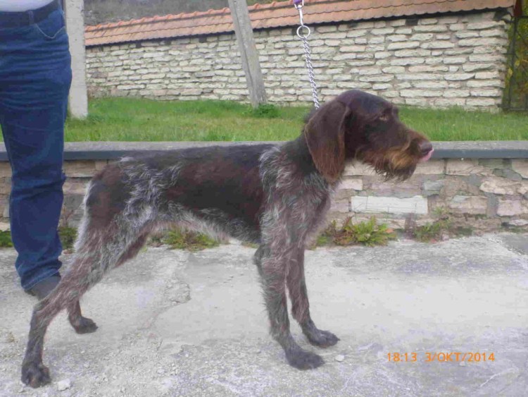 Лабрадор дратхаар