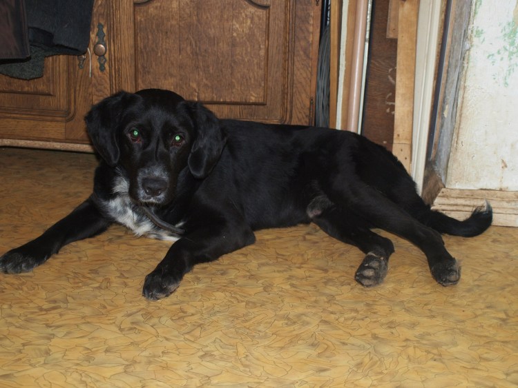 Снег дратхаар