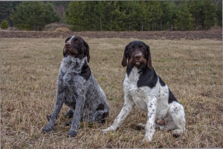 Курцхаар и дратхаар