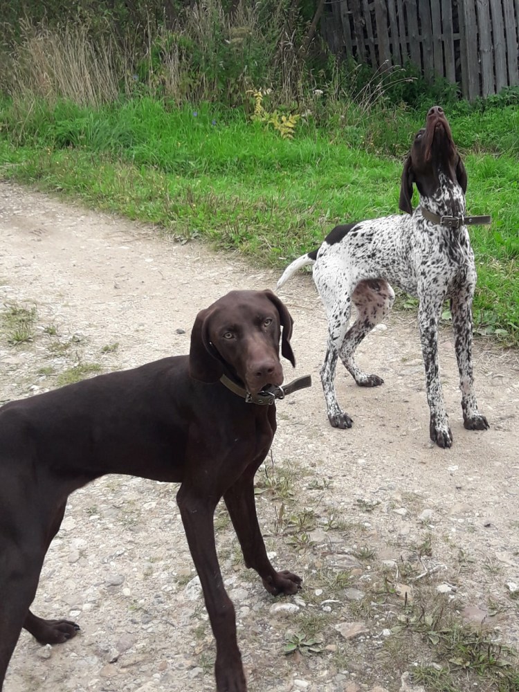 Метис курцхаара черный