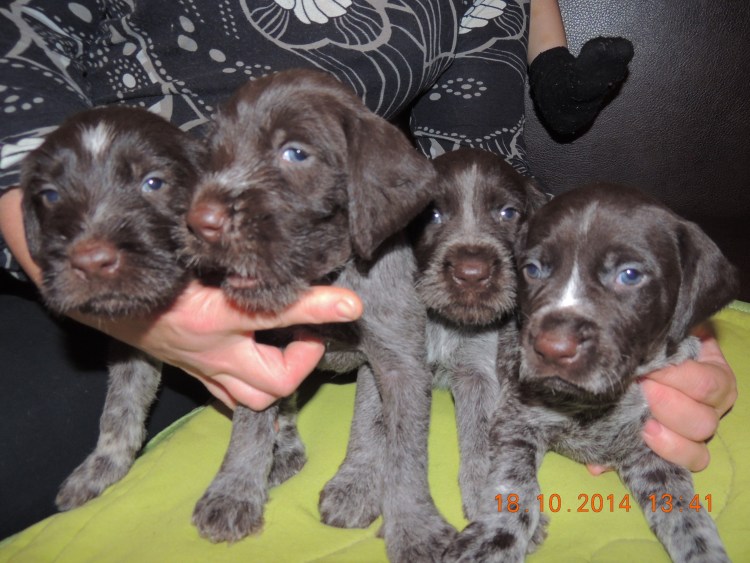 Сеттер Пойнтер Курцхаар