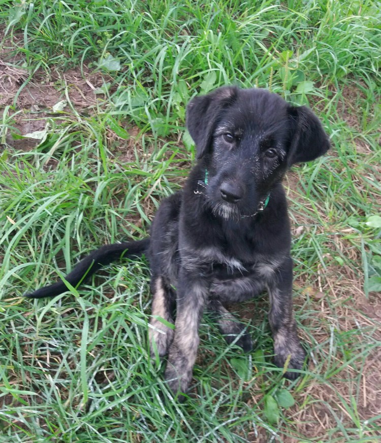 Метис дратхаара