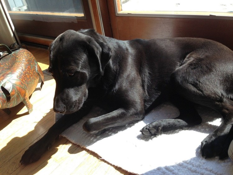 Лабрадор дратхаар