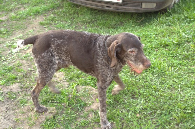 Курцхаар метис с русской гончей