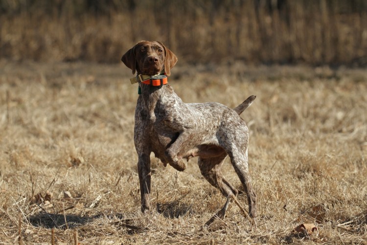 Пойнтер Курцхаар дратхаар