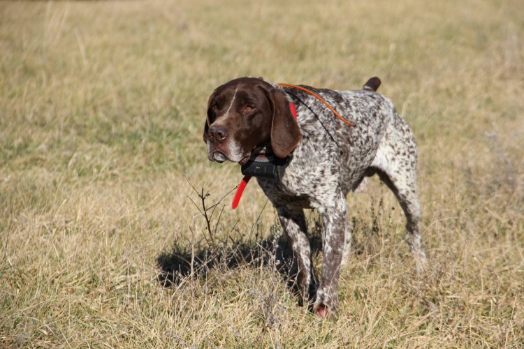 Курцхаар кошка