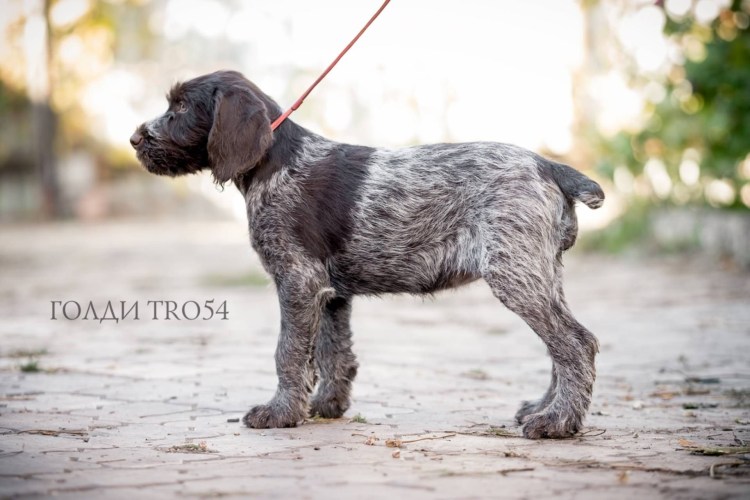 Дратхаар с хаски