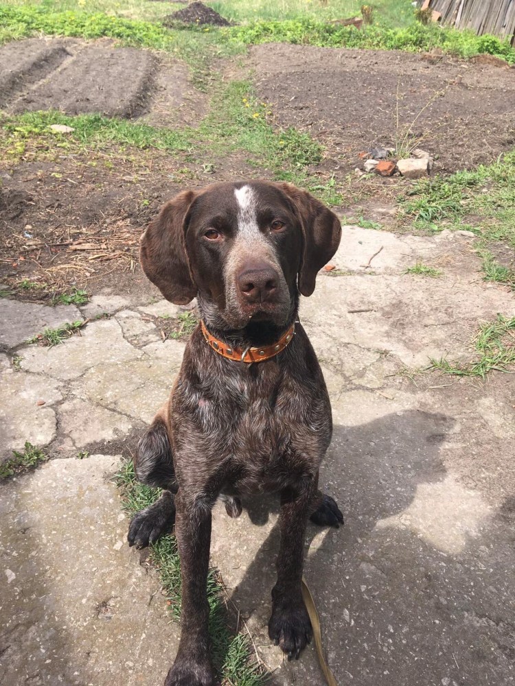 Метис курцхаара черный