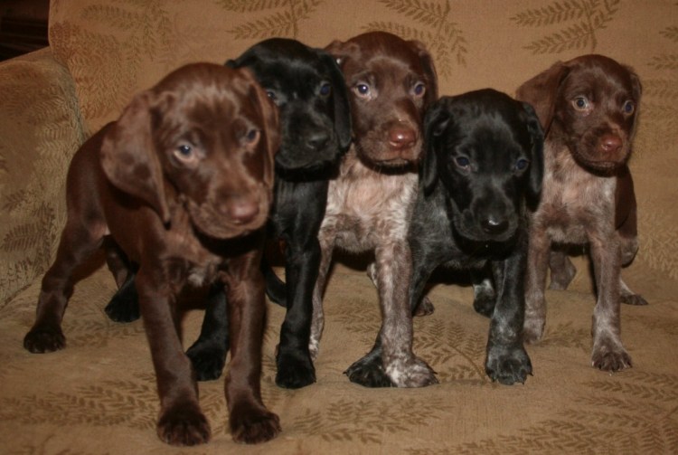 Смесь дратхаара с курцхааром