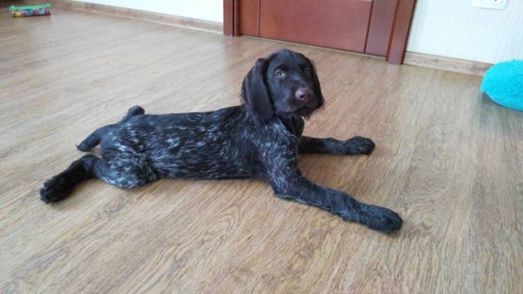 Щенки дратхаара Волгоград