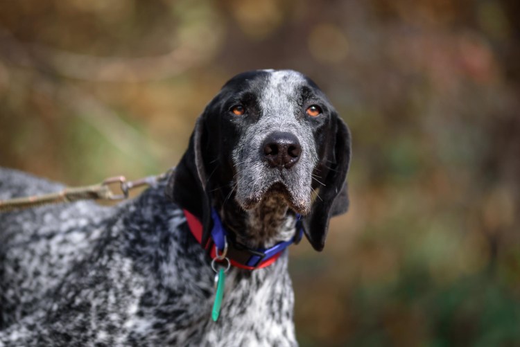 Курцхаар и спаниель помесь