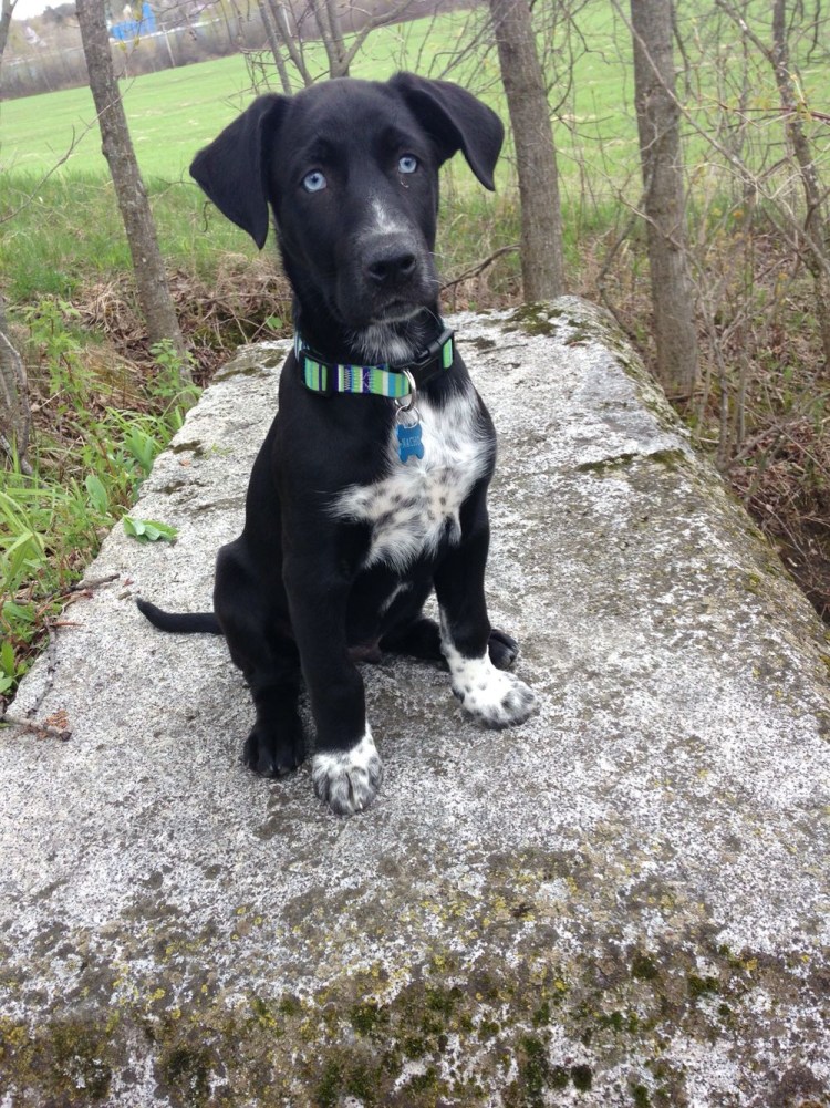 Собаки потеряшки в Московской области