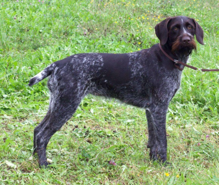 Смесь спаниеля и дратхаар