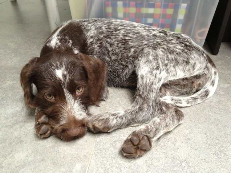 Курцхаар мини