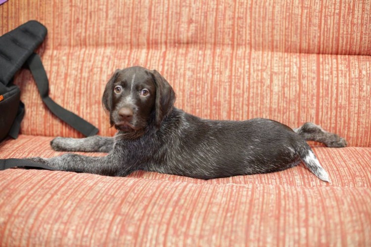 Помесь дратхаара и лабрадора