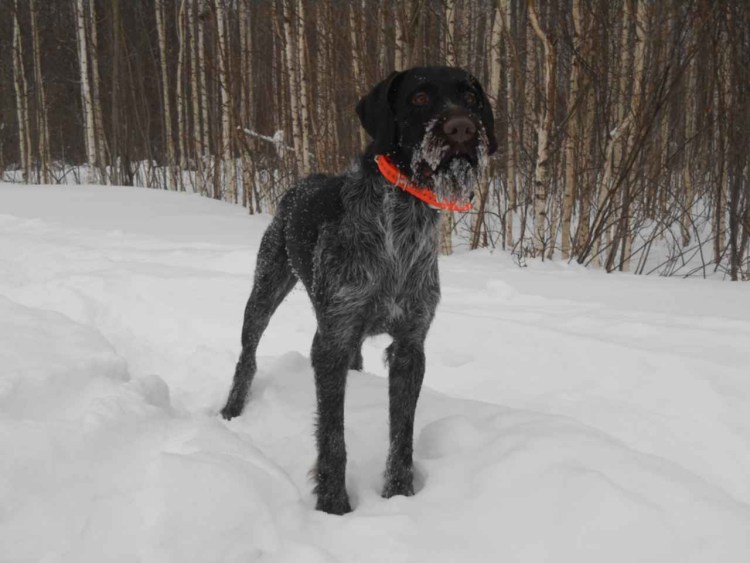 Курцхаар и дратхаар