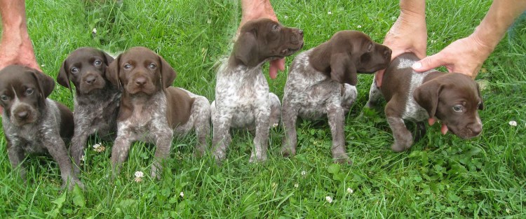 Лабрадор дратхаар