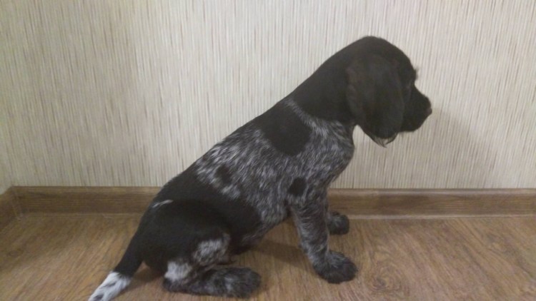 Дратхаар клички девочек