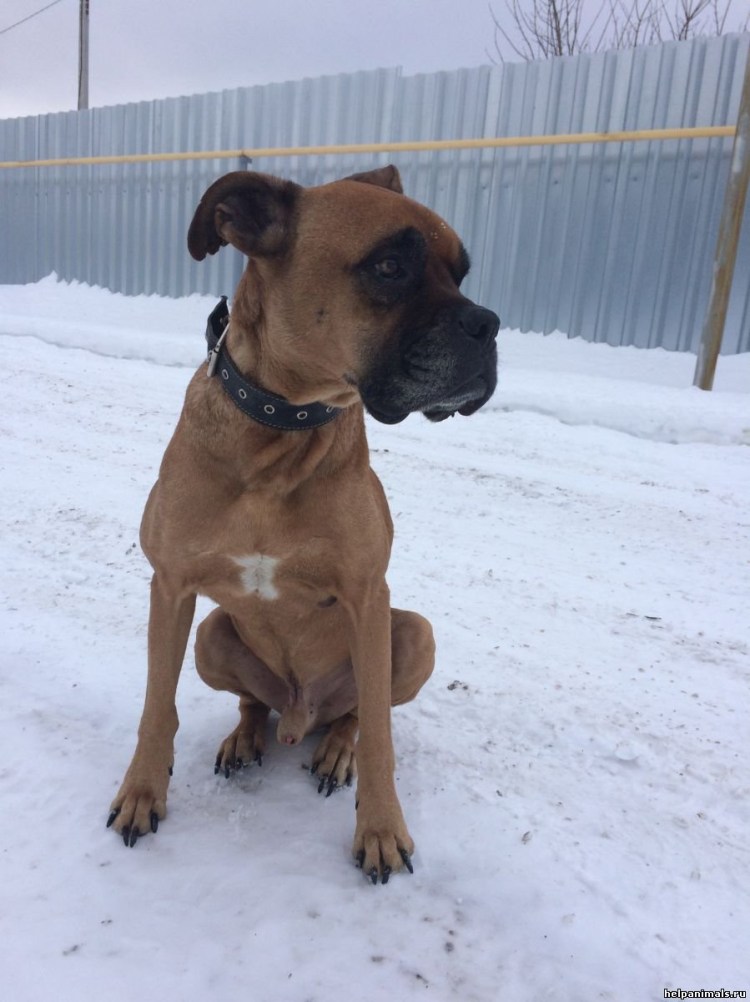 Боксёр собака метис