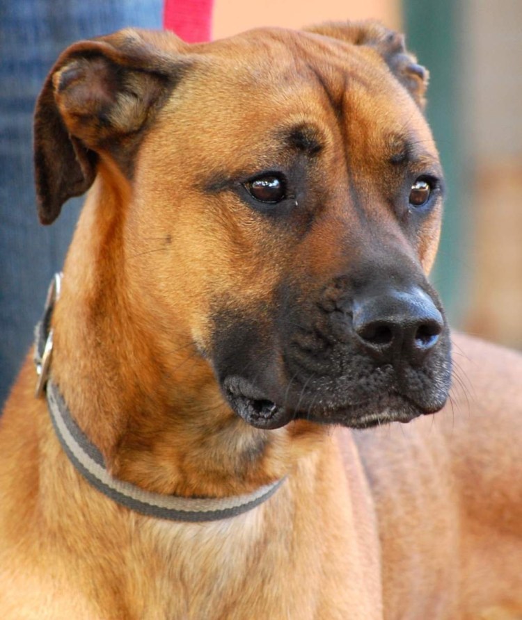 Метис стафф собака