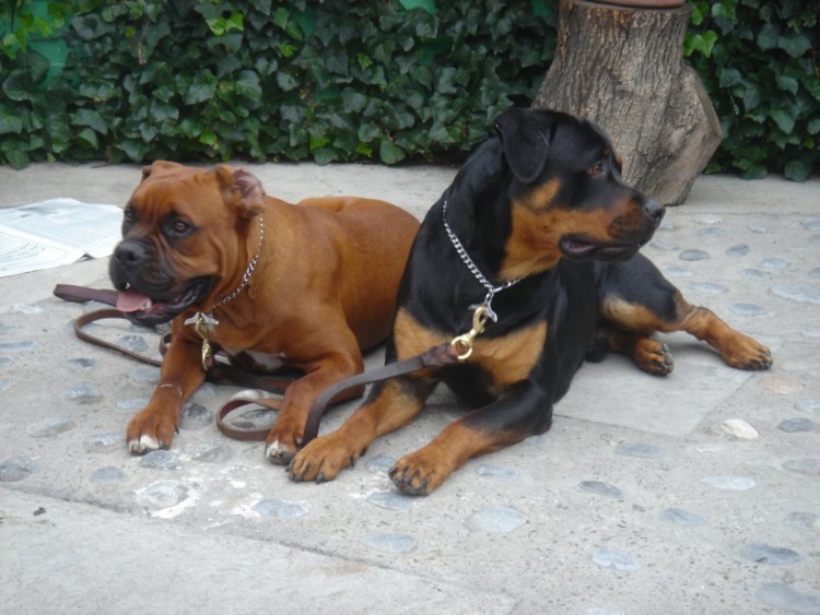 Боксер и Доберман