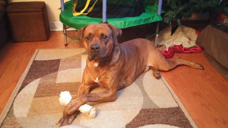 Метис ротвейлера и боксера