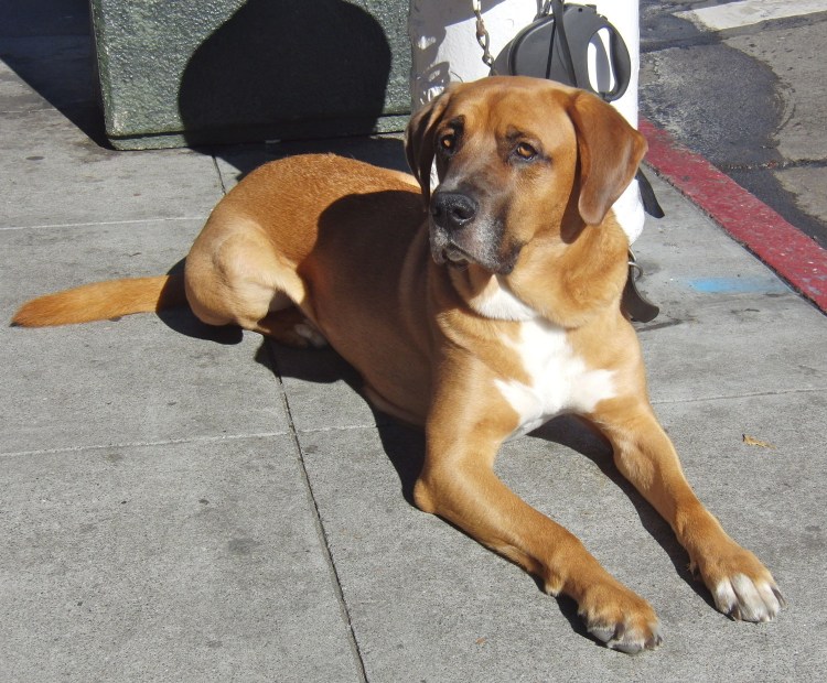 Лабрадор и боксер